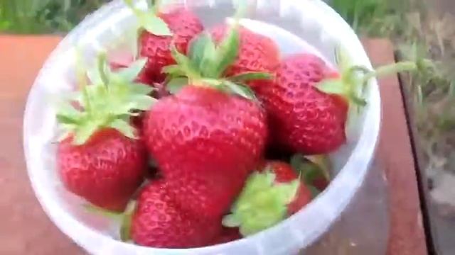 Клубника сорт Хоней смотреть онлайн