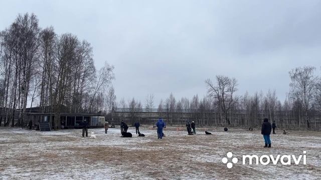 Марсель на тренировке. Бшо. Окд. Общий курс дрессировки смотреть онлайн