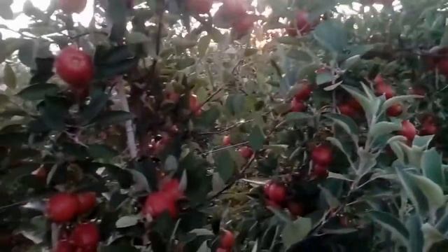 15 тысяч тонн яблок за сезон!? Как Чехи выращивают и убирают яблоки. смотреть онлайн