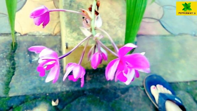 Home Garden Tour | Home Garden Tour Malayalam | Home Gardening | Fairy Land