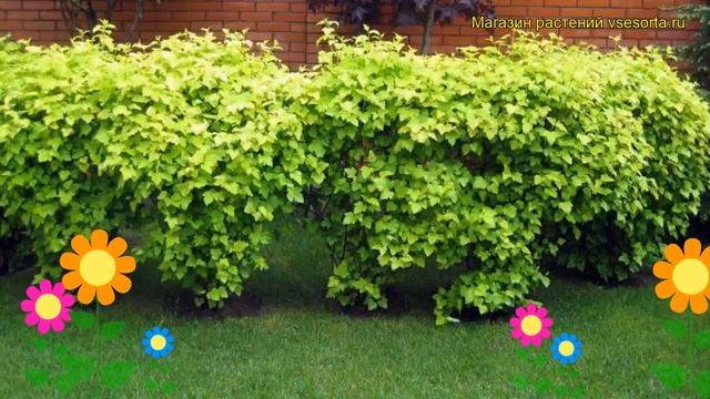 Пузыреплодник калинолистный. Краткий обзор, описание характеристик physocarpus opulifolius смотреть онлайн