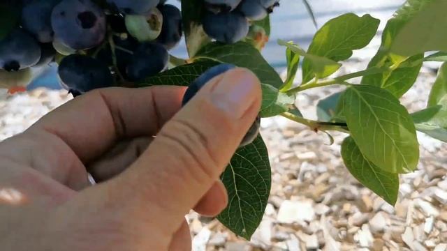 САМЫЙ КРУПНЫЙ и САМЫЙ ВКУСНЫЙ сорта ГОЛУБИКИ садовой высокорослой. смотреть онлайн