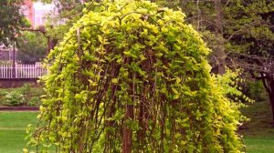 Ива в ландшафтном дизайне. Композиции с ивой, правила ухода и посадки