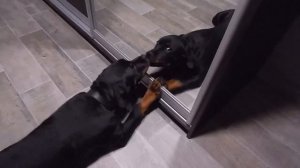 Ротвейлер. Лучший друг. Проявления характера.