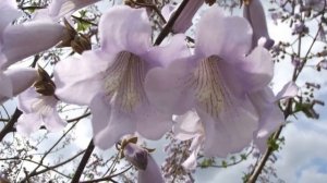 МЕДОНОС ПАВЛОВНИЯ. Высаживаю на пасеке.