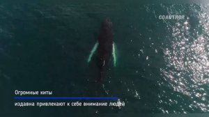 Киты в океане Киты плывут Красивое видео #киты