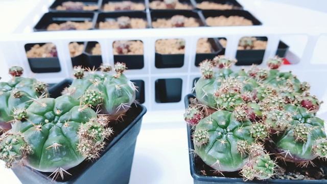 Gymnocalycium Damsii - Propagating Pups