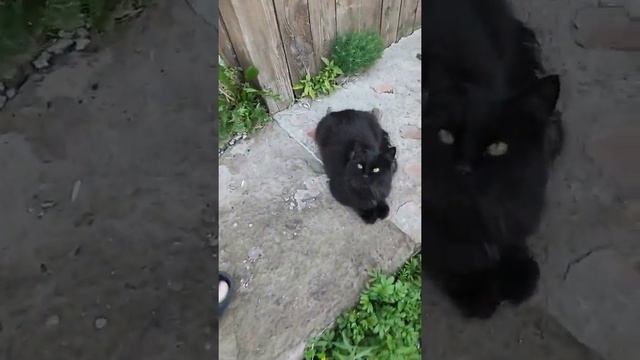 Слабонервным просьба не смотреть умный кот Чернуха повторил свой мировой рекорд ? Smart Cat