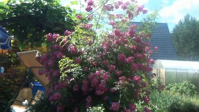 Дача на конец июня. Теплицы и цветы.