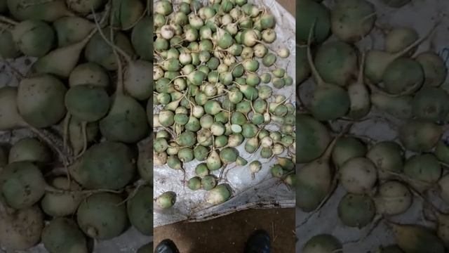 Редька Маргеланская г.Волгоград +79996246331 смотреть онлайн