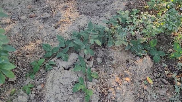 SOS : подземные МОНСТРЫ в Южном дворике. 🦖🐲🐉 смотреть онлайн