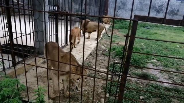 Сара-вертихвостка получила по ушам и перешла на подножный корм. Сафари парк Прайд Абхазия.Июль 2021 смотреть онлайн