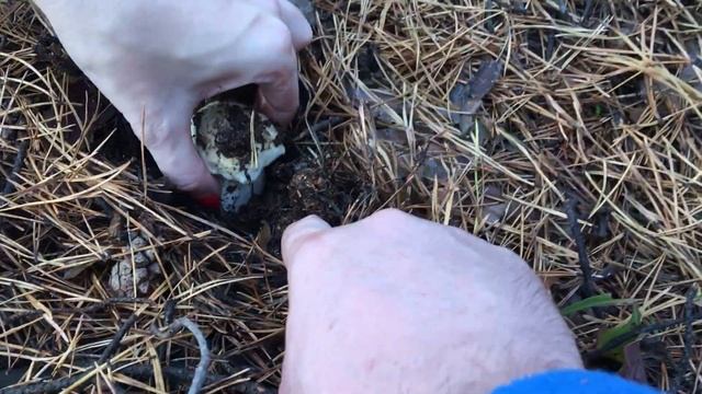 Первые белые грибы пошли. смотреть онлайн