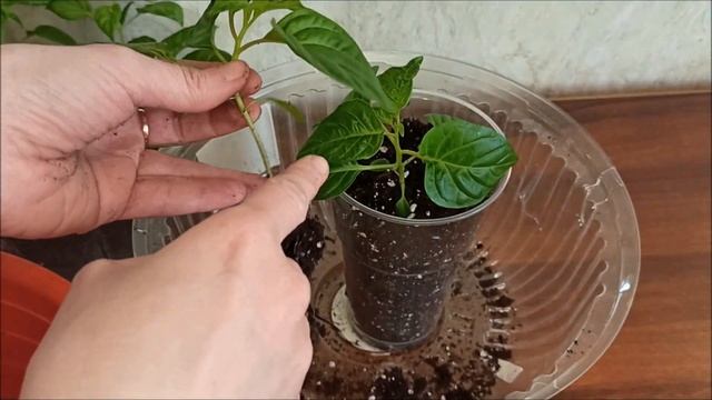 Сажаем острый перец для балкона смотреть онлайн