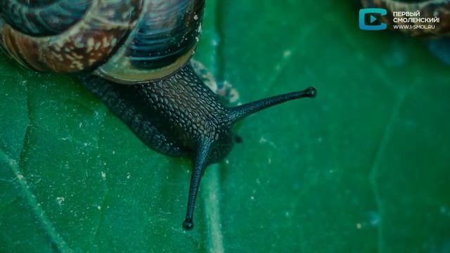 Природоведение. Улитки