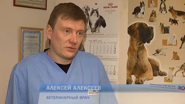 Прививки собакам смотреть онлайн