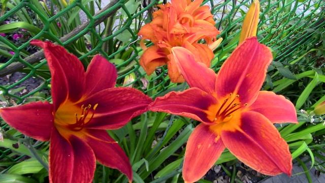 Фотозарисовка к теме "лилии и лилейники" смотреть онлайн