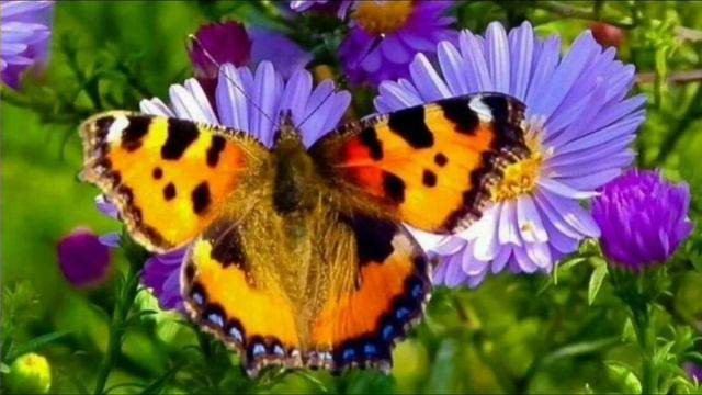 🌿Незабудка🦋... смотреть онлайн