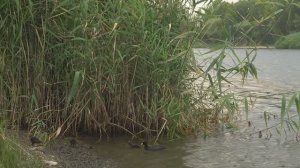 Дон в середине лета рыбалка путешествие. лодка риф скат тритон. мотор yamaha 30