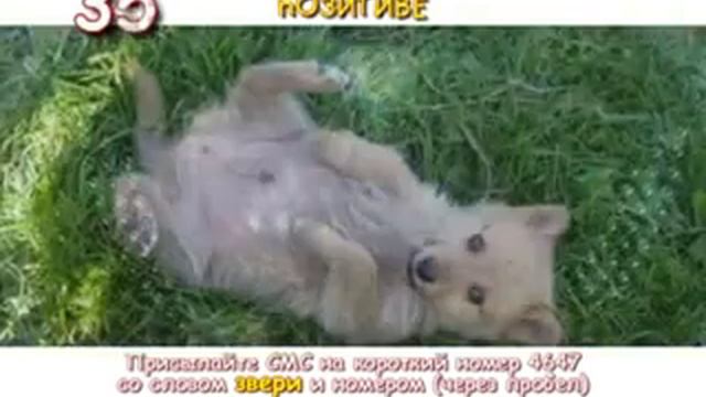 Звери в позитиве - 9. Тагил-ТВ. смотреть онлайн