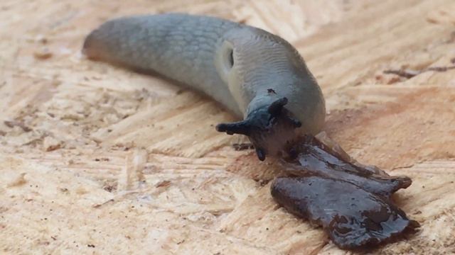 Голодний слимак