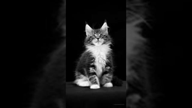 Мультипликация из картинок и озвучкой смотреть всем онлайн видео от Блок топа оцините лаком и подпи смотреть онлайн