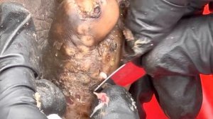 Moses’s badly jiggered right foot part A - watch full video and many more @riseupsociety.net