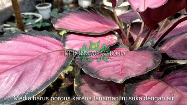 Calathea Crimson