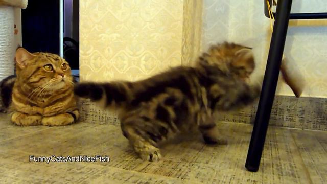 Cutest And Furious : Panda The Cute And Funny Kitten