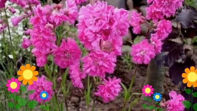 Лихнис альпийский Lady Deep Rose. Краткий обзор, описание характеристик, где купить саженцы смотреть онлайн