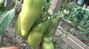 Томат Корнабель F1 повышаем урожайность учитывая ошибки лета 2020