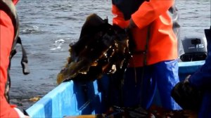 Ламинария сахаристая морская капуста  добыча в Белом море 2016г