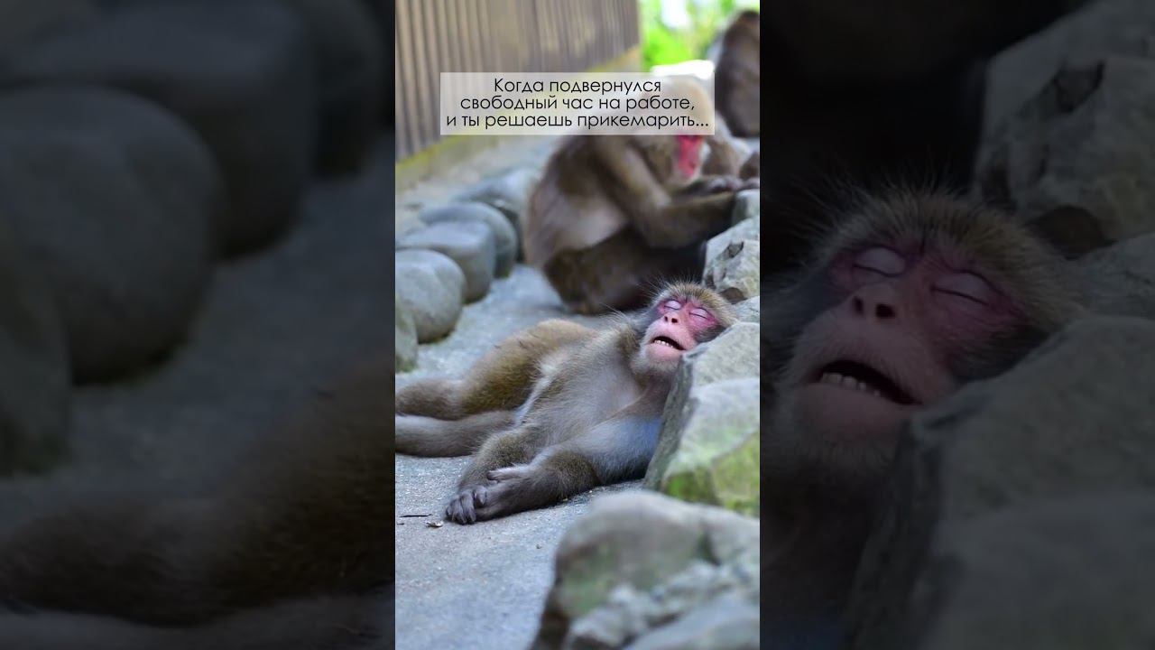 Покемарить бы #видео #анимация #видеоролик #заказатьролик смотреть онлайн