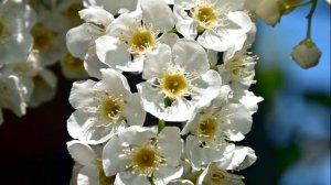 Людмила Николаева - Черемуха