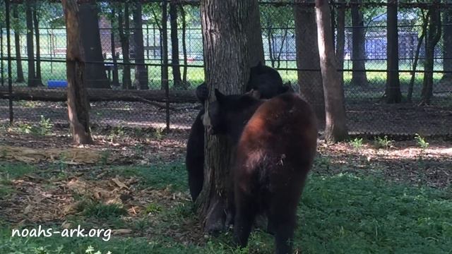 Anne meets Hershey! смотреть онлайн