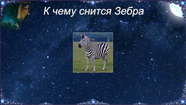 К чему снится Зебра (Сонник) смотреть онлайн