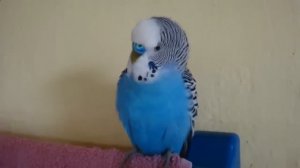 #Попугай говорящий! Очень прикольно говорит попугай