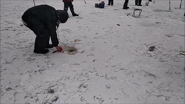 Поимки форели на запуске, верхний пруд. Клёвое место Лосиный остров. смотреть онлайн