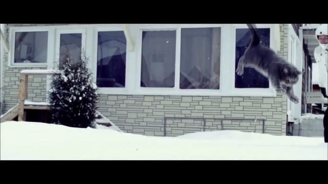 Кот зимой HD смотреть онлайн