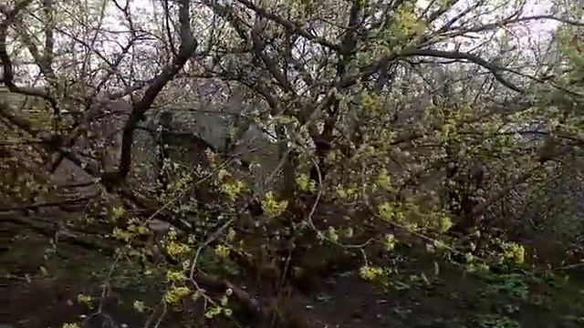 Кизил цветение. Город Нежин черниговская область.