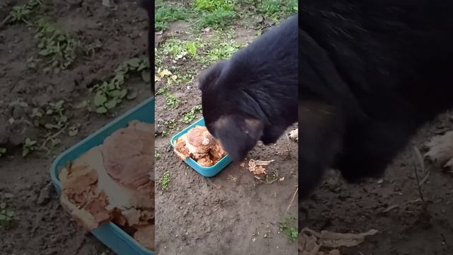 Приятного аппетита дорогая Златушка, мы тебя любим, ждём маленьких внучат смотреть онлайн