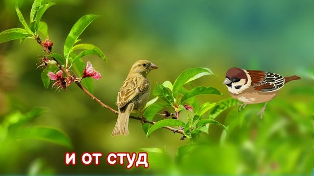 Песента на Врабчето - Детска Песничка - Чик Чик Чики Чики, Чик Чирик смотреть онлайн