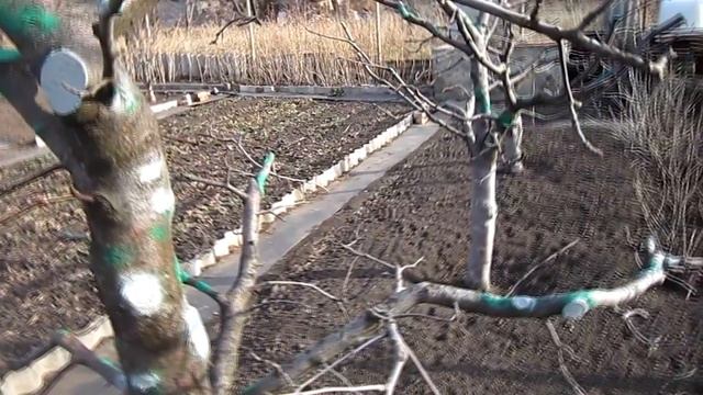 Обработка деревьев железным купоросом смотреть онлайн