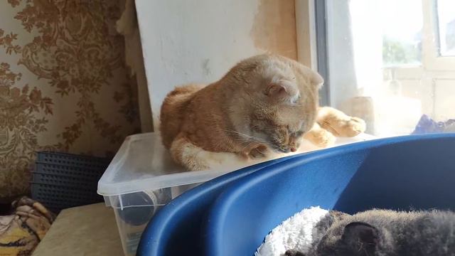 доминошки смотреть онлайн