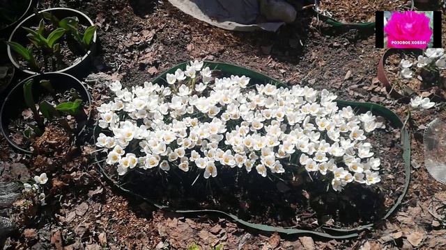 АПРЕЛЬСКИЙ ДЕНЕК. смотреть онлайн