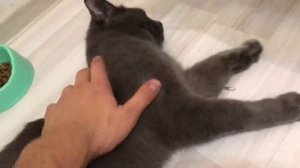 Честный отзыв о кошке породы Русская Голубая кошка