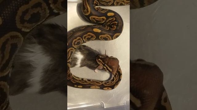 Ball python live feeding (warning contains graphic content of natural snake instincts) смотреть онлайн