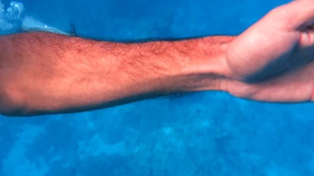 акула в Шарм эль Шейх смотреть онлайн