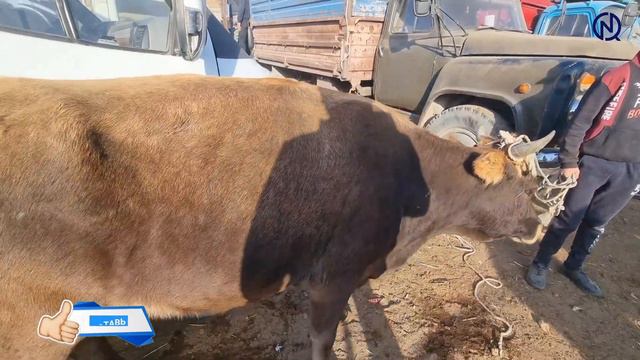 Жаркент мал базар. 16.10.2022ж смотреть онлайн