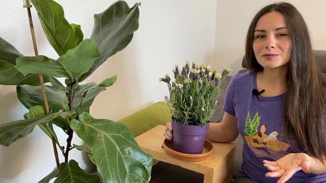 Lavender Dying | How to Save Lavender смотреть онлайн